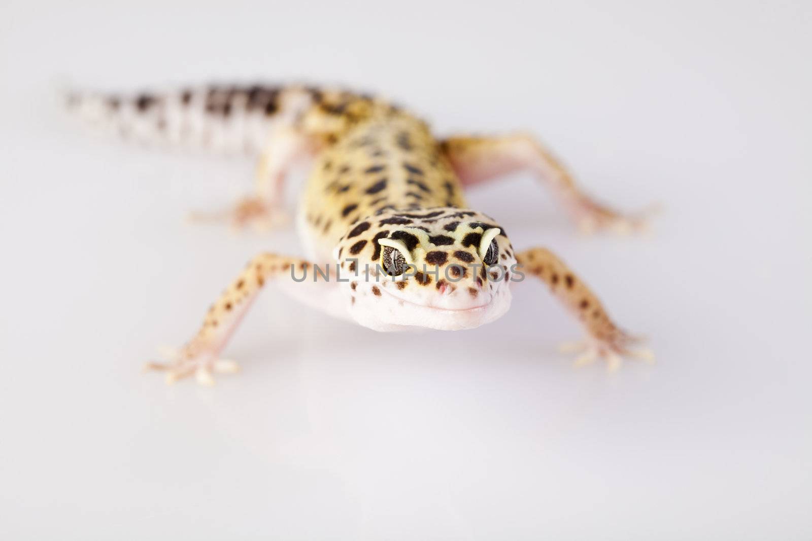 Gecko  by JanPietruszka