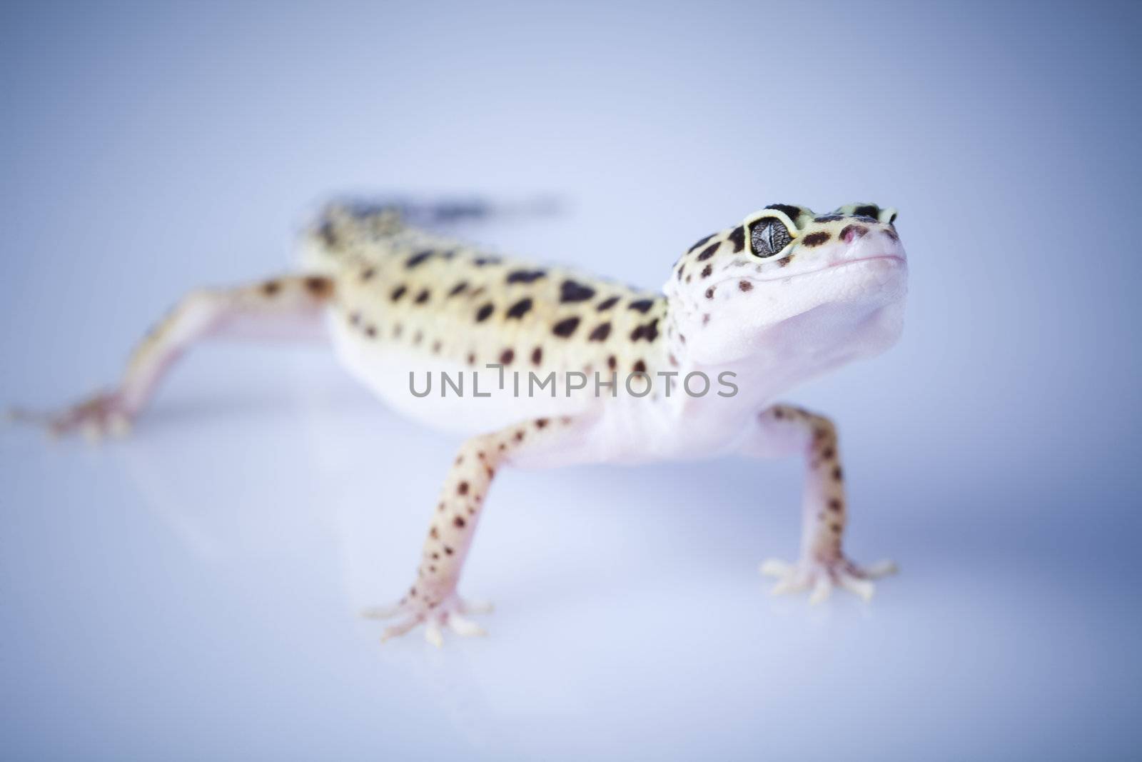 Young Leopard gecko a white background 