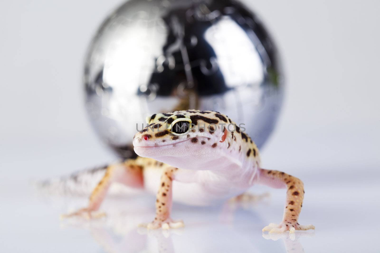 Young Leopard gecko a white background 