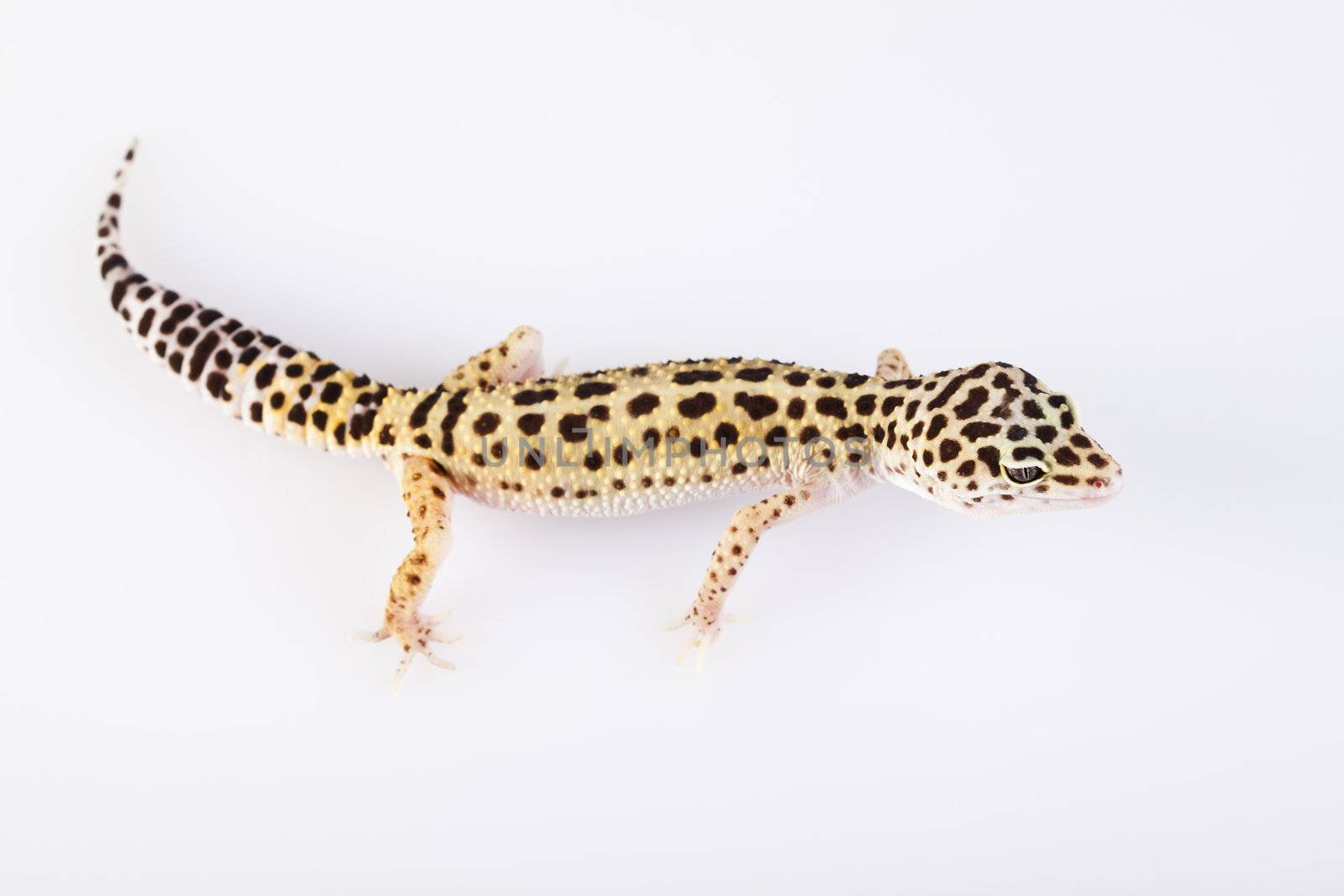 Leopard gecko by JanPietruszka