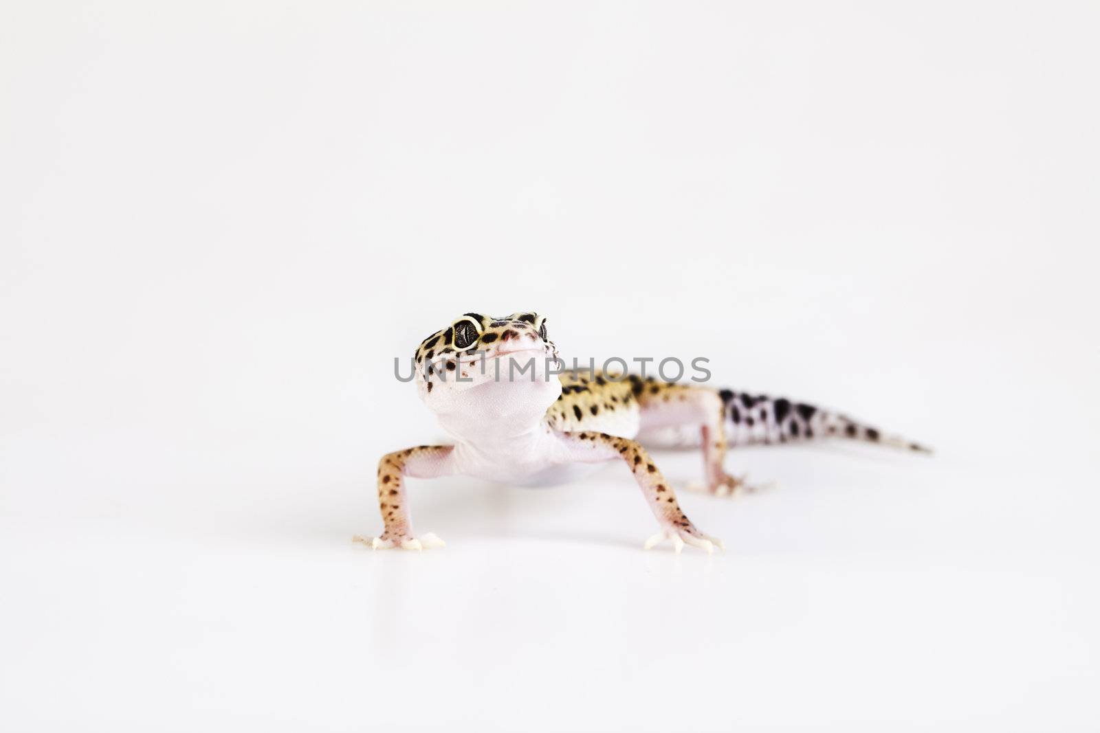 Young Leopard gecko a white background 