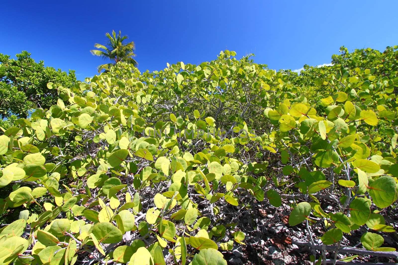 Vegetation grows on Beef Island in the British Virgin Islands.