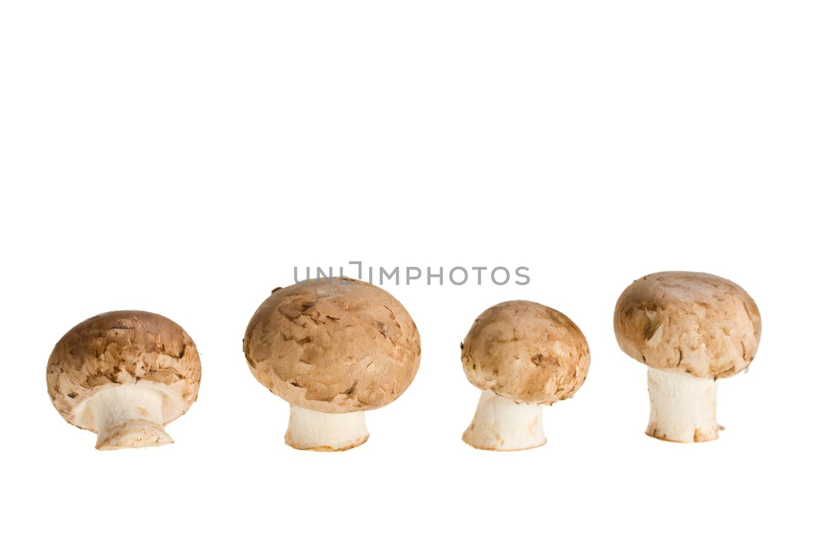 group of mushrooms isolated on white background by bernjuer