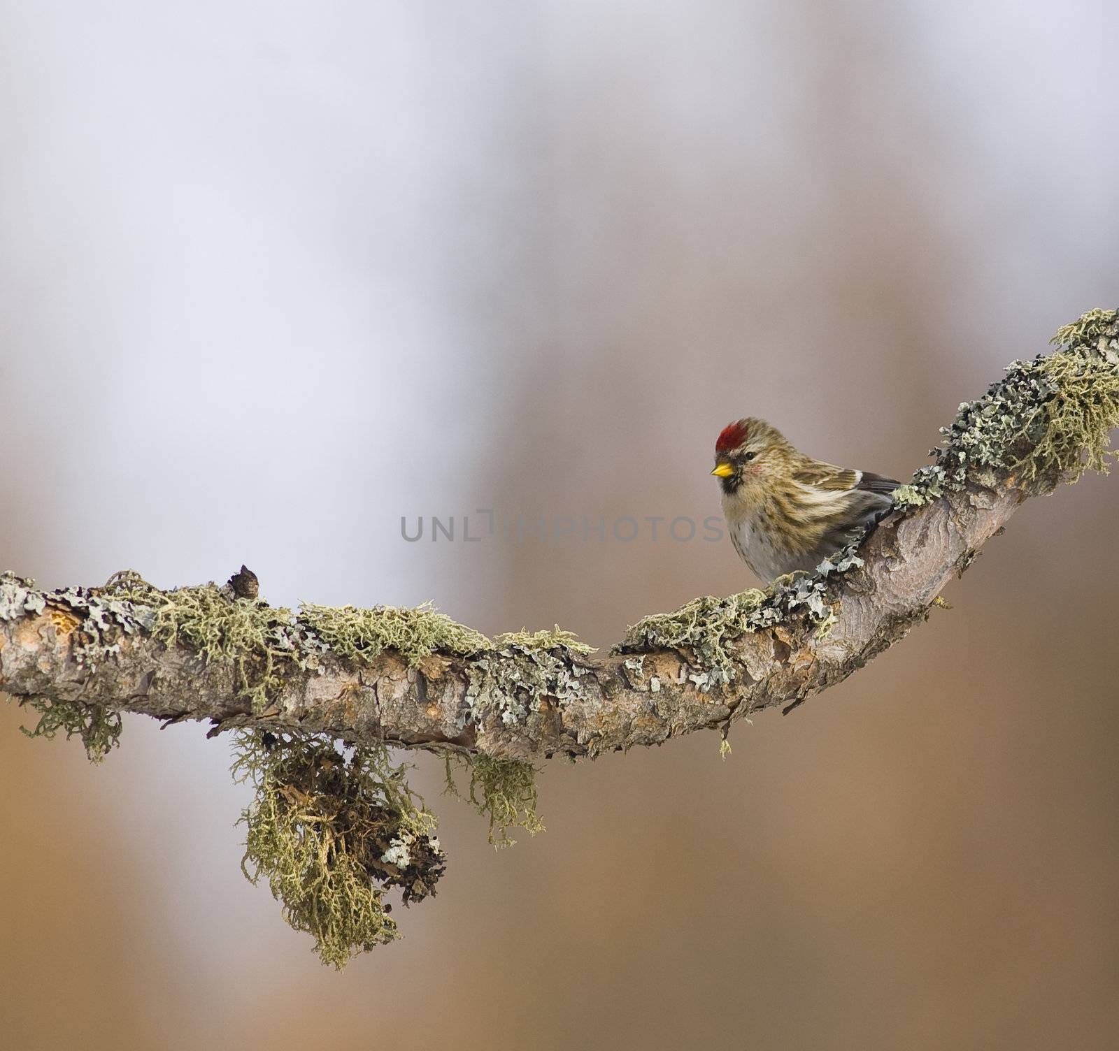 Redpoll on mossy branchon a windy winter morning in the North woods of Minnesota.  Common Redpoll ( Carduelis flammea order -  Passeriformes family - Fringillidae )a small finch found in Canada, the Northern edge of the United states and subarctic regions of Europe and Asia.