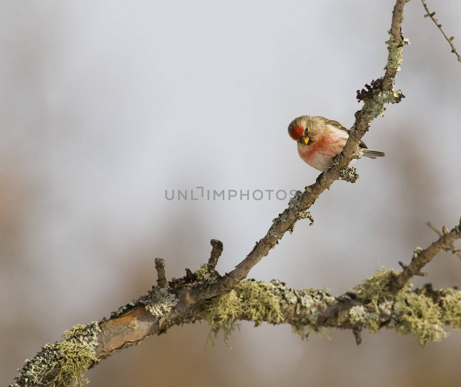 Common Redpoll ( Carduelis flammea order -  Passeriformes family - Fringillidae )a small finch found in Canada, the Northern edge of the United states and subarctic regions of Europe and Asia.