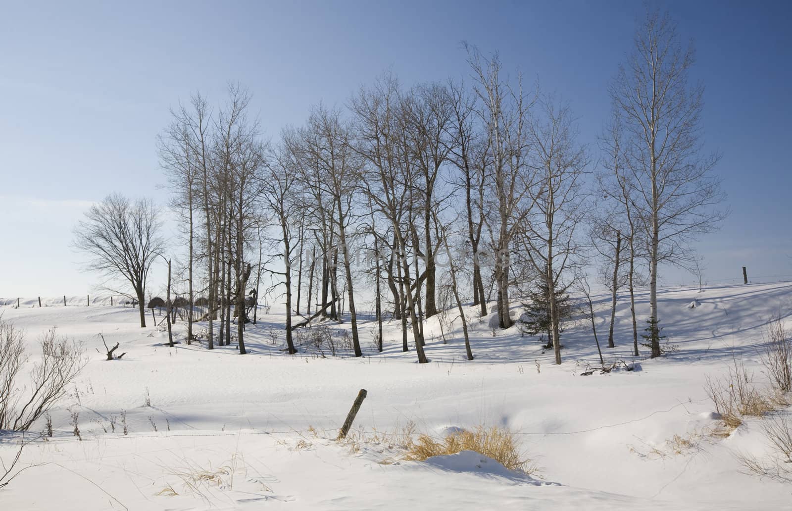 Winter scene on a rural northern Minnesota farm