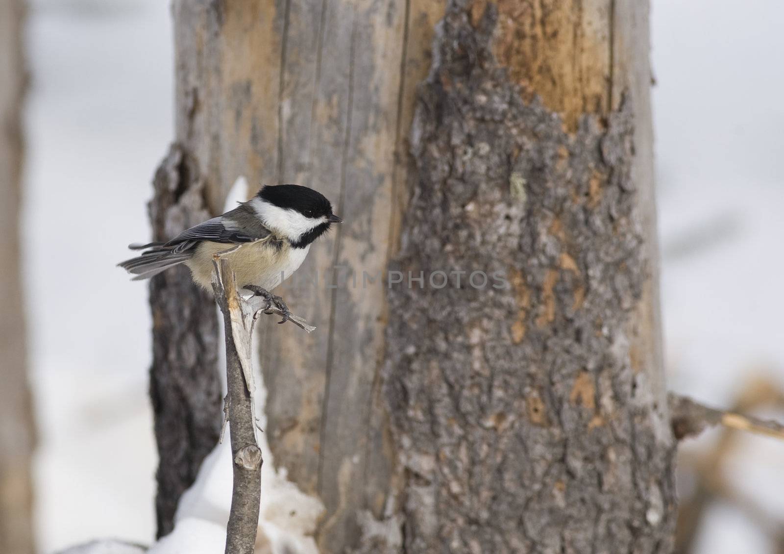Black Capped Chickadee ( Poecile atricapillus  order -  Passeriformes family - paridae ) perched on a small branch. This bird is the state bird of Maine and Massachusetts