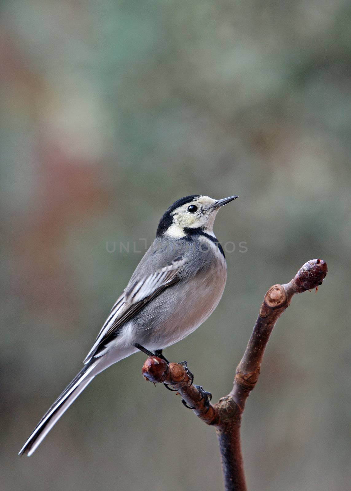 A Pied Wagtail - Motacilla alba - perched on a Horse Chestnut branch.