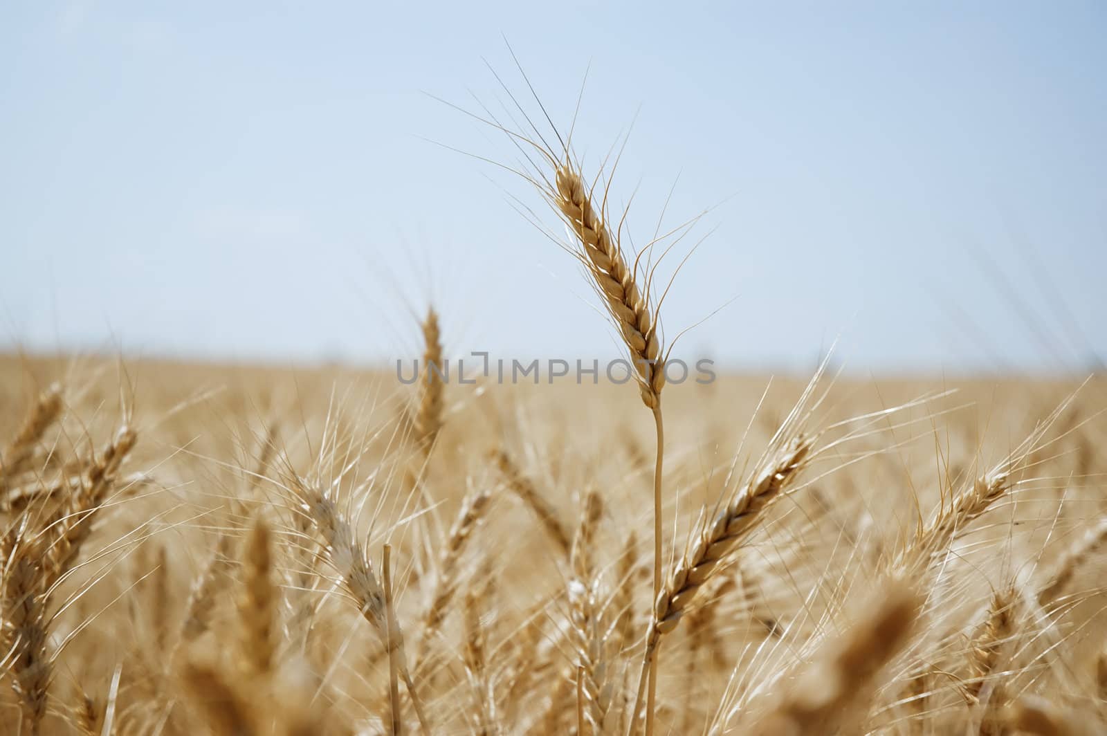 Ears of wheat in a harvest, Alentejo, Portugal