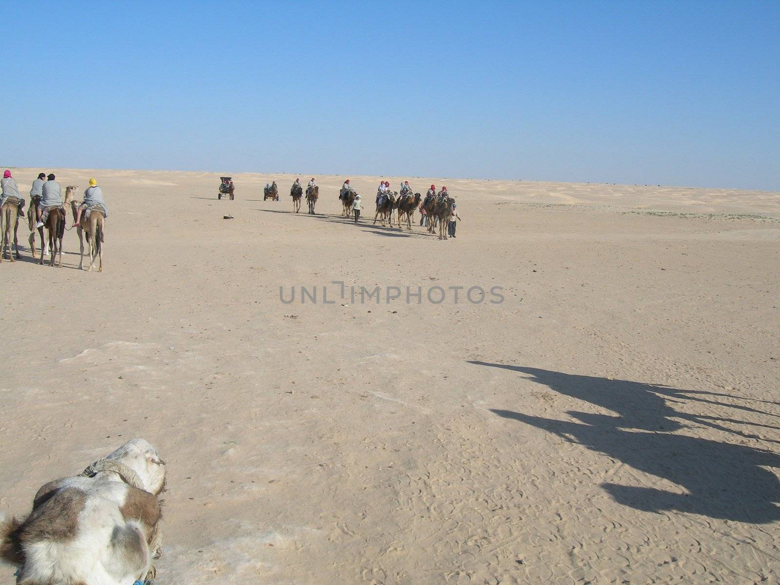 camel caravan with tourists in the desert tunisia africa         