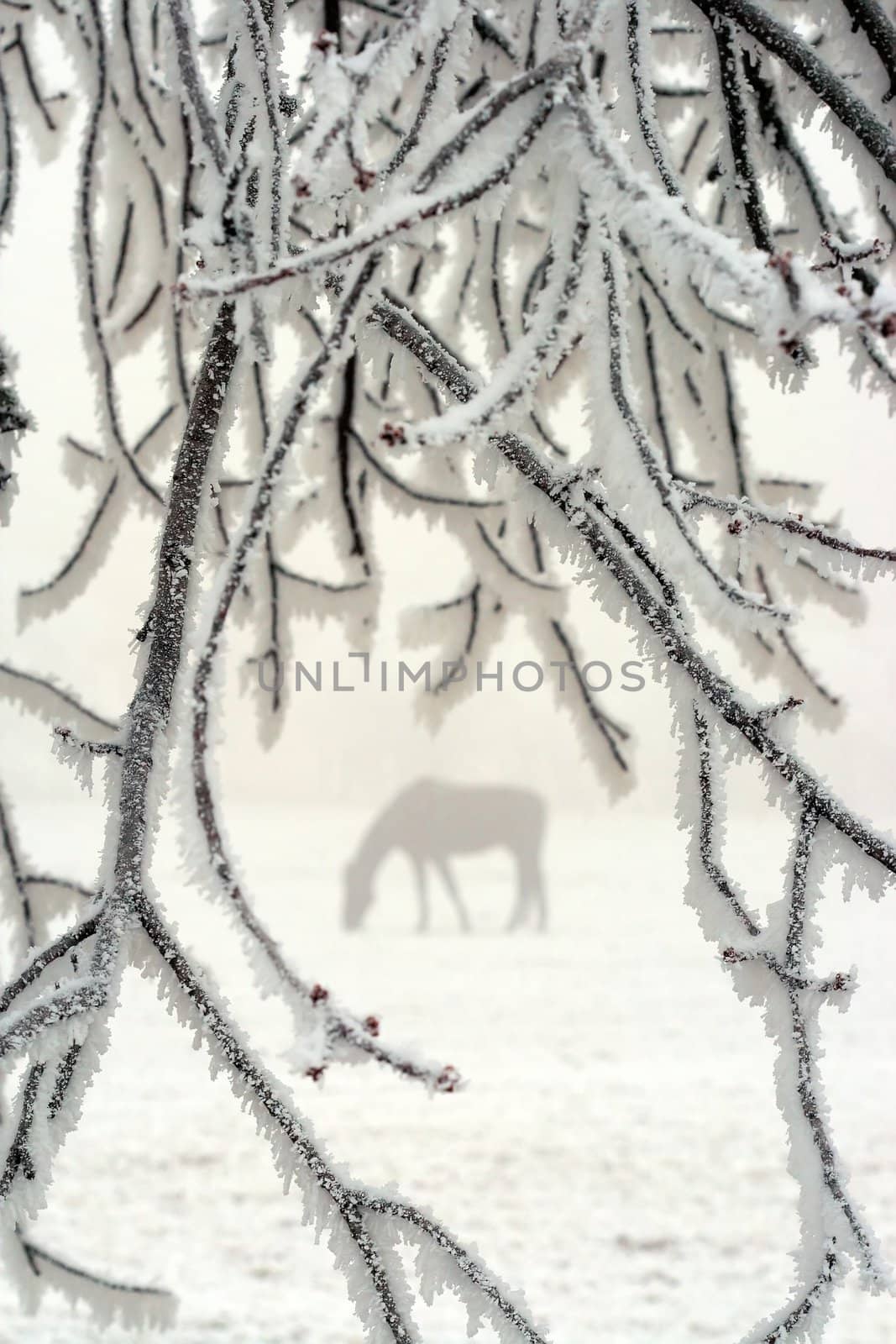 a horse through white frosted branches