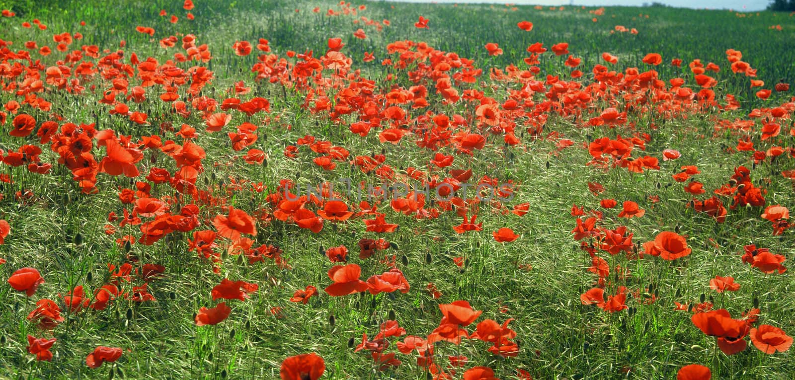 field full of red poppy flowers