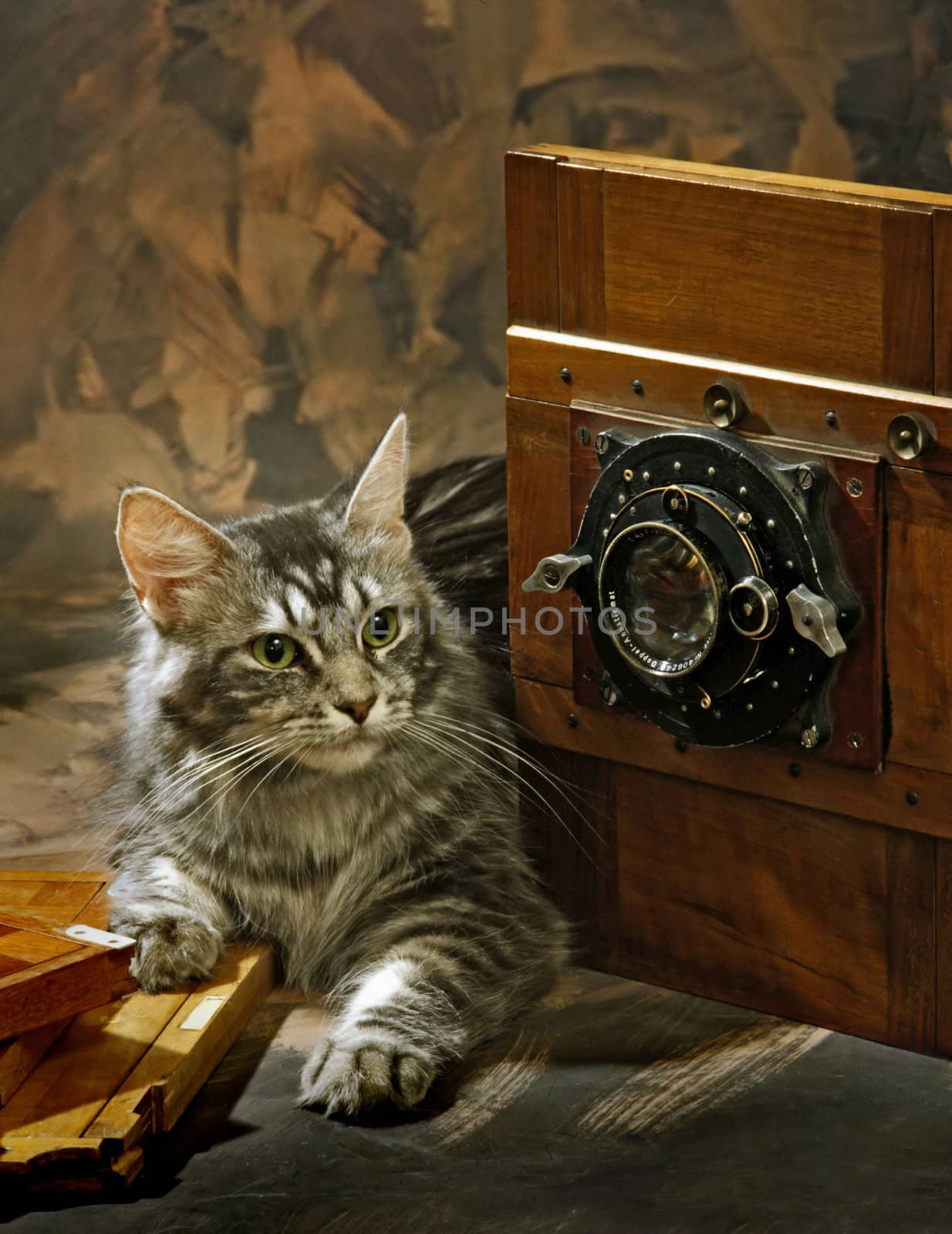 still life with a cat and a vintage wooden camera 