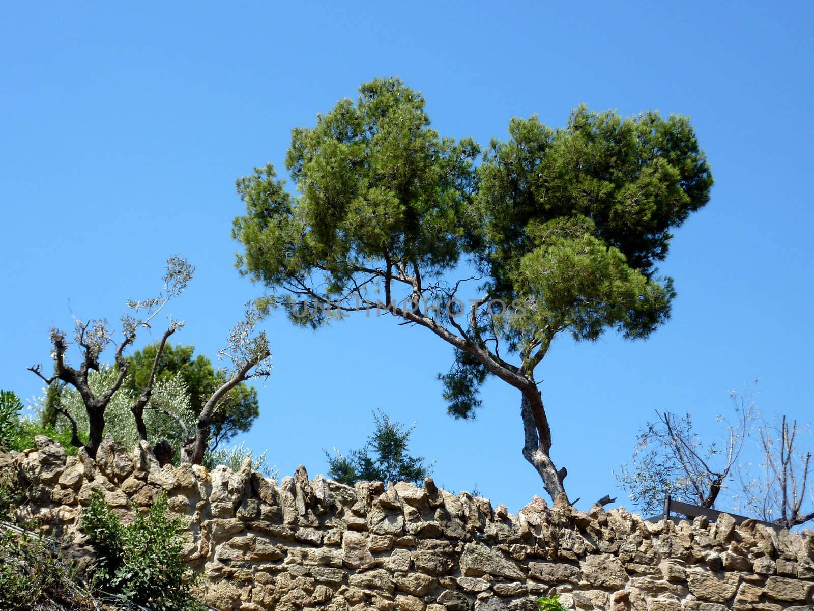 Tree upon a wall made of bricks and surrounded by vegetation