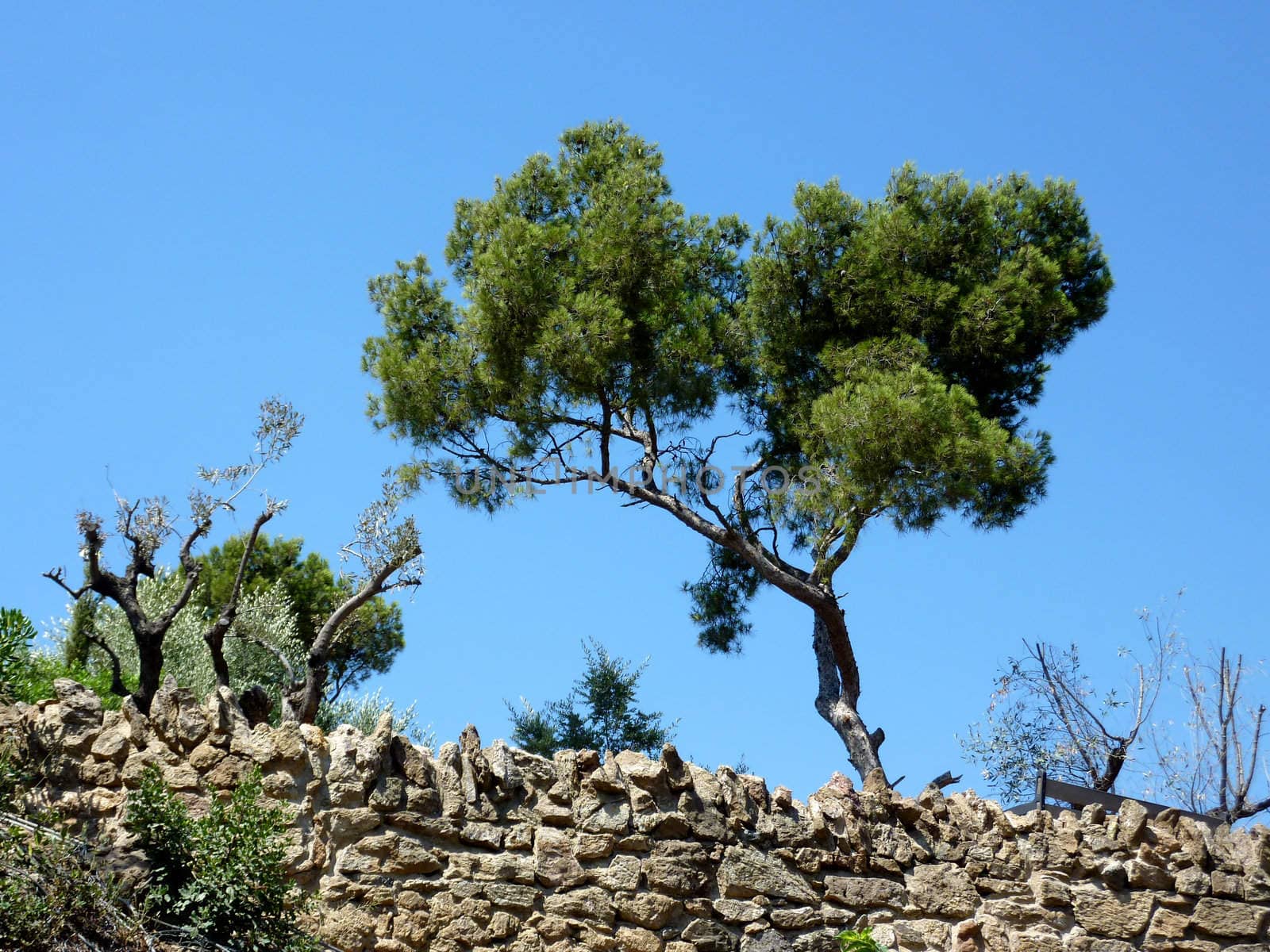 Tree upon a brick wall by Elenaphotos21