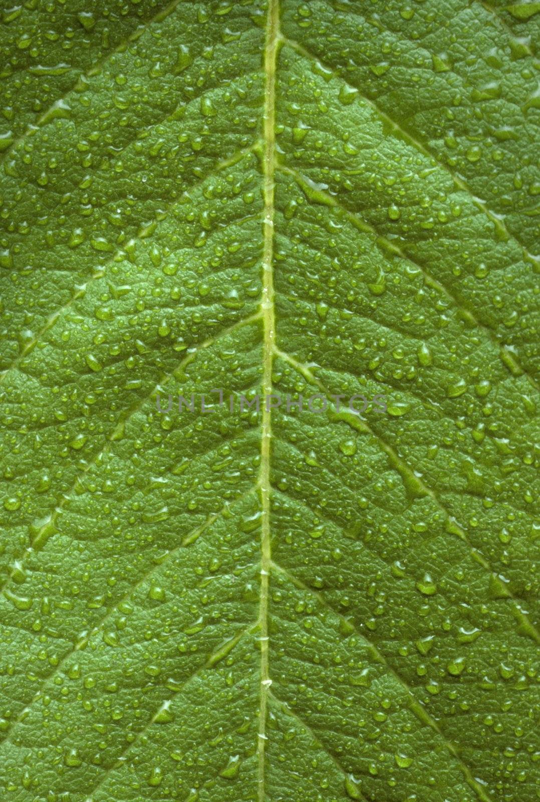Close-up of dew drops on a green leaf