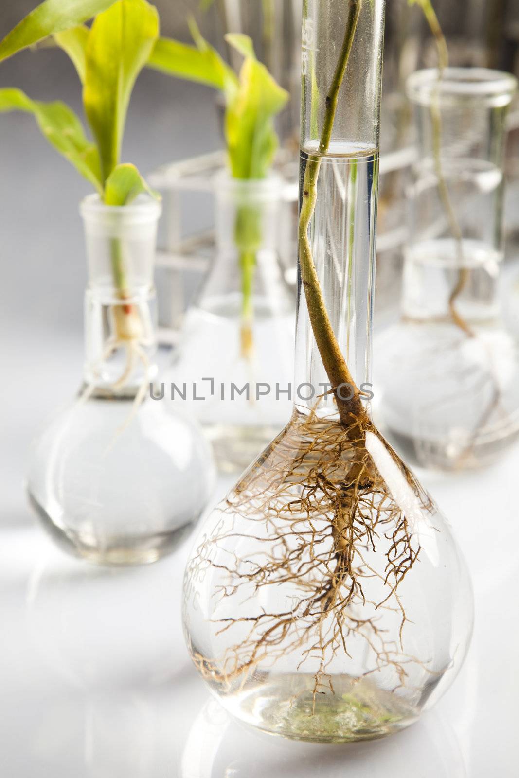 Experimenting with flora in laboratory  by JanPietruszka