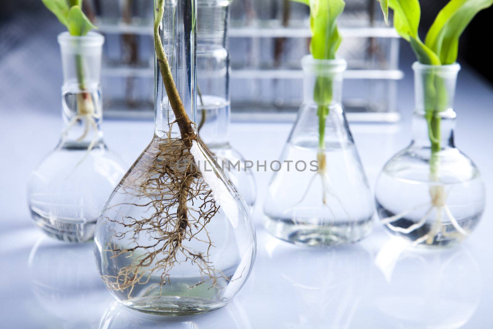 Experimenting with flora in laboratory  by JanPietruszka