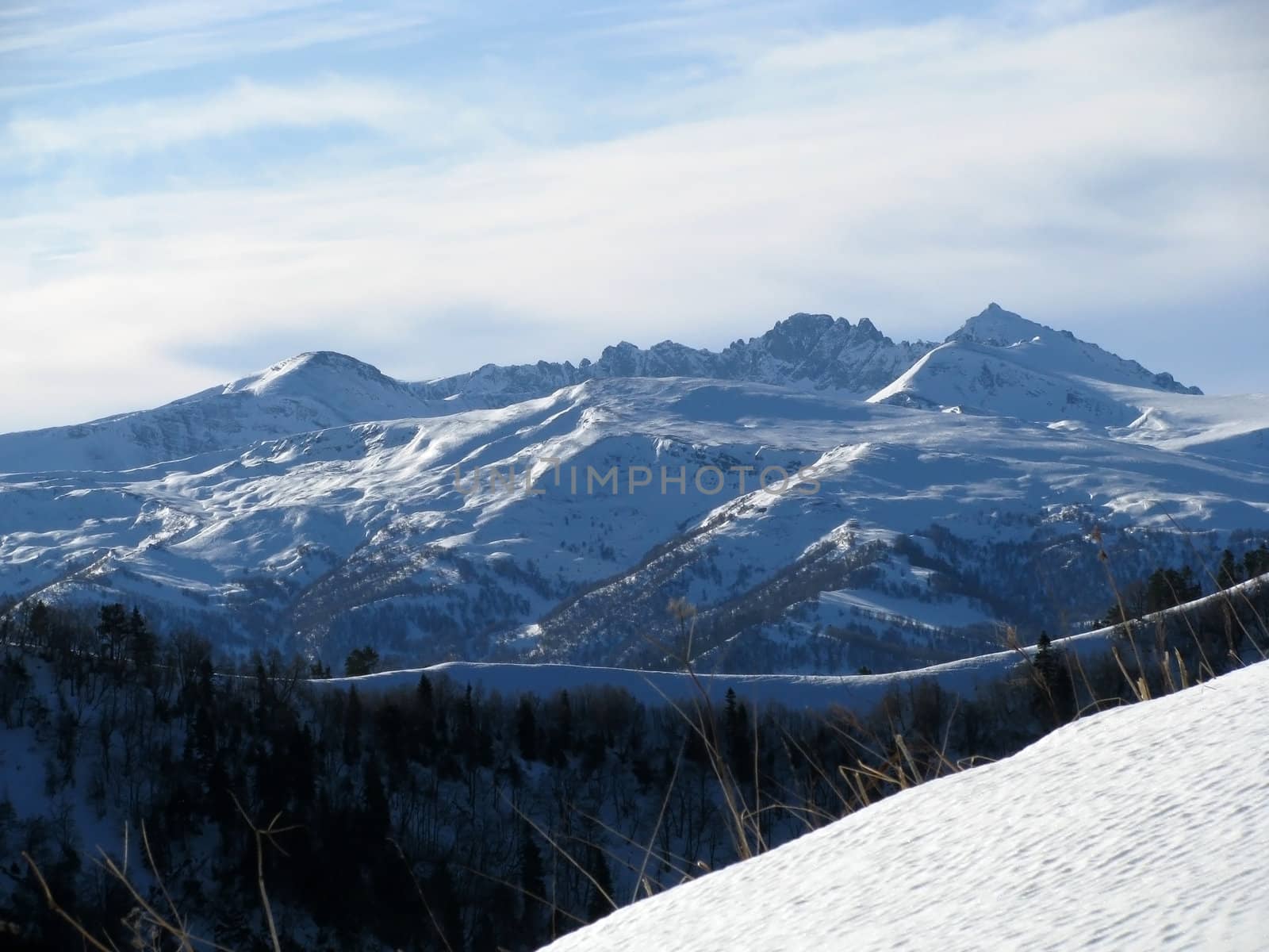 Russia; a file; flora; vegetation; a distance; winter