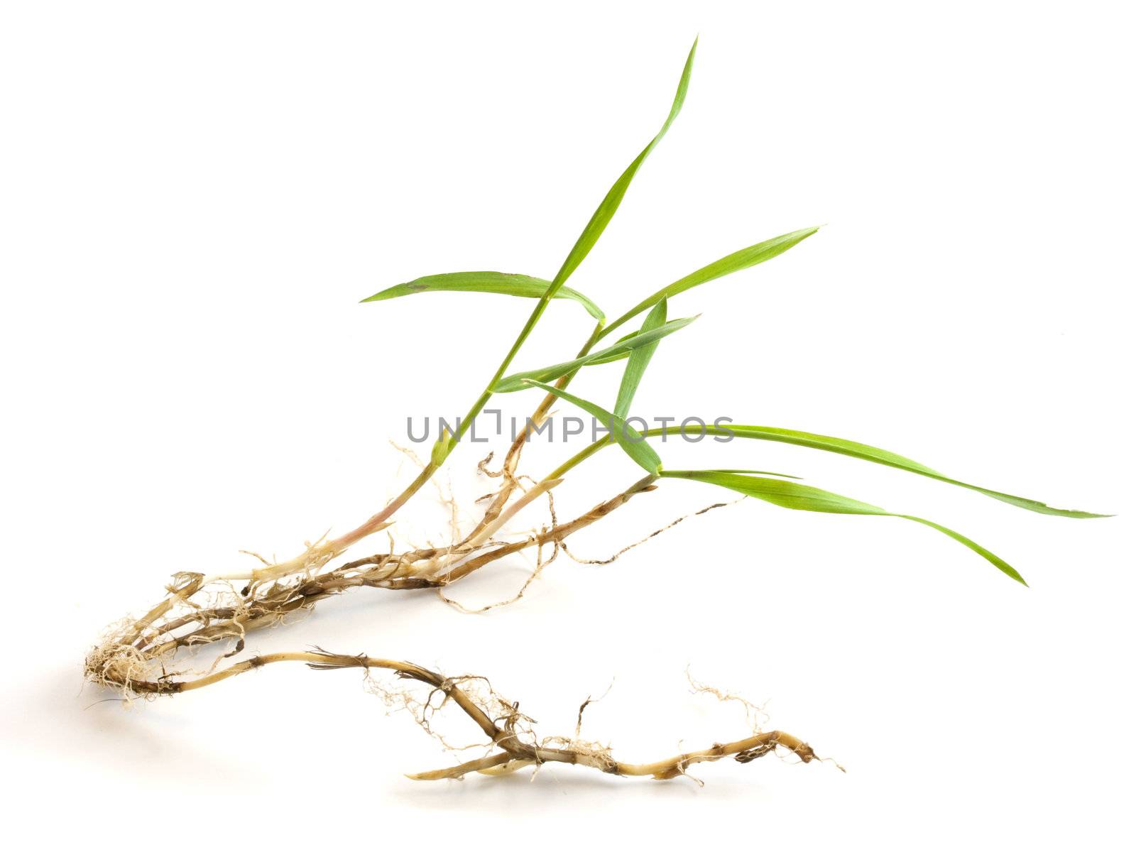 a nice specimen of crabgrass with roots and new leaves on white background