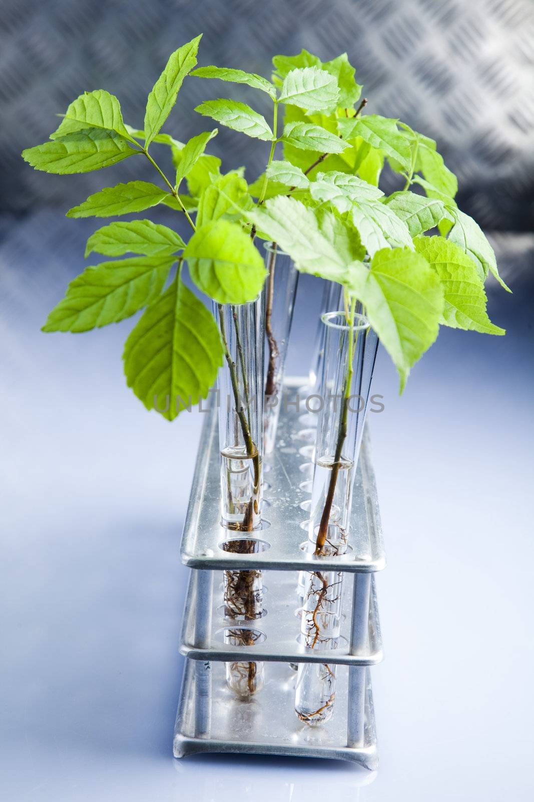 Plants  and laboratory  by JanPietruszka