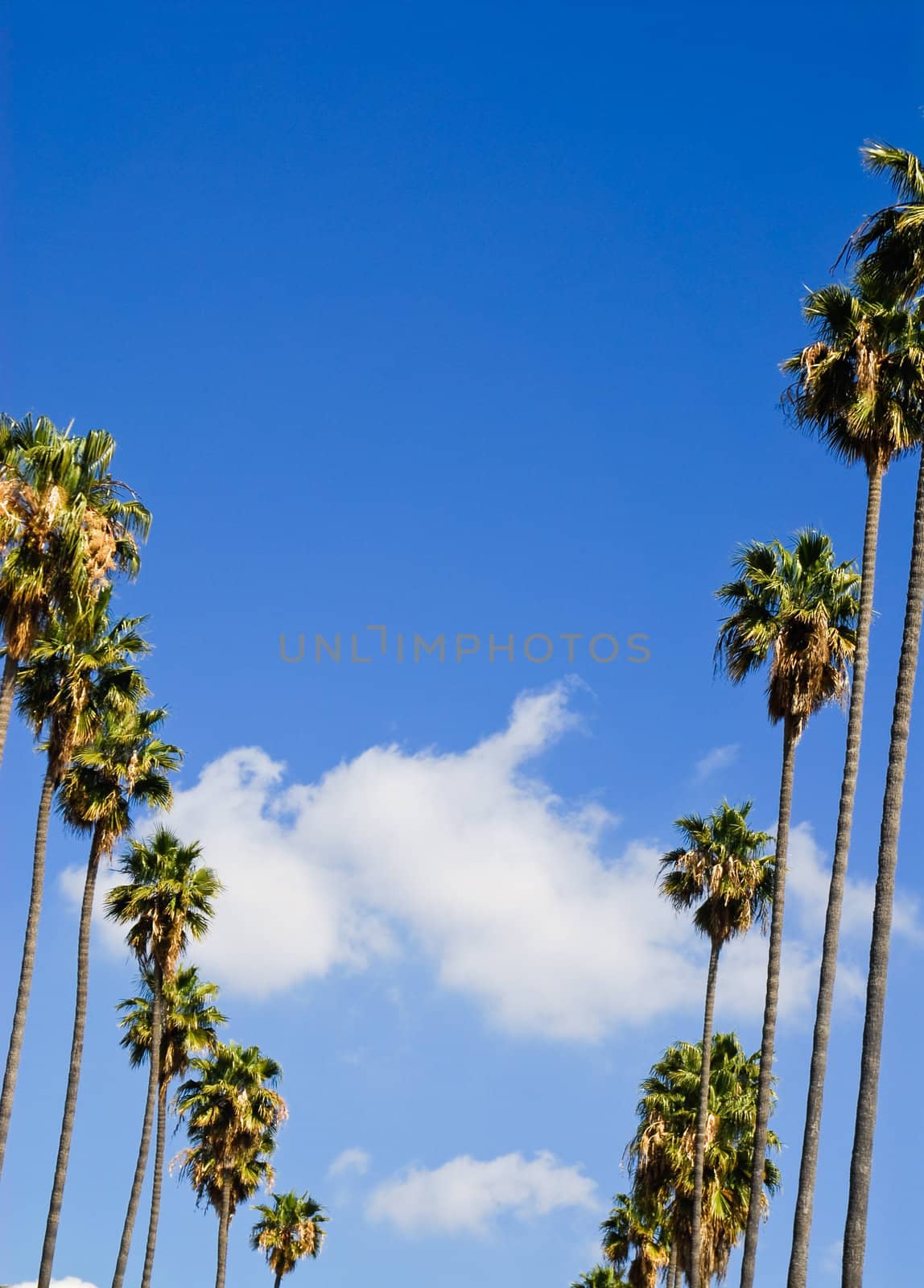 row of palm trees by rongreer