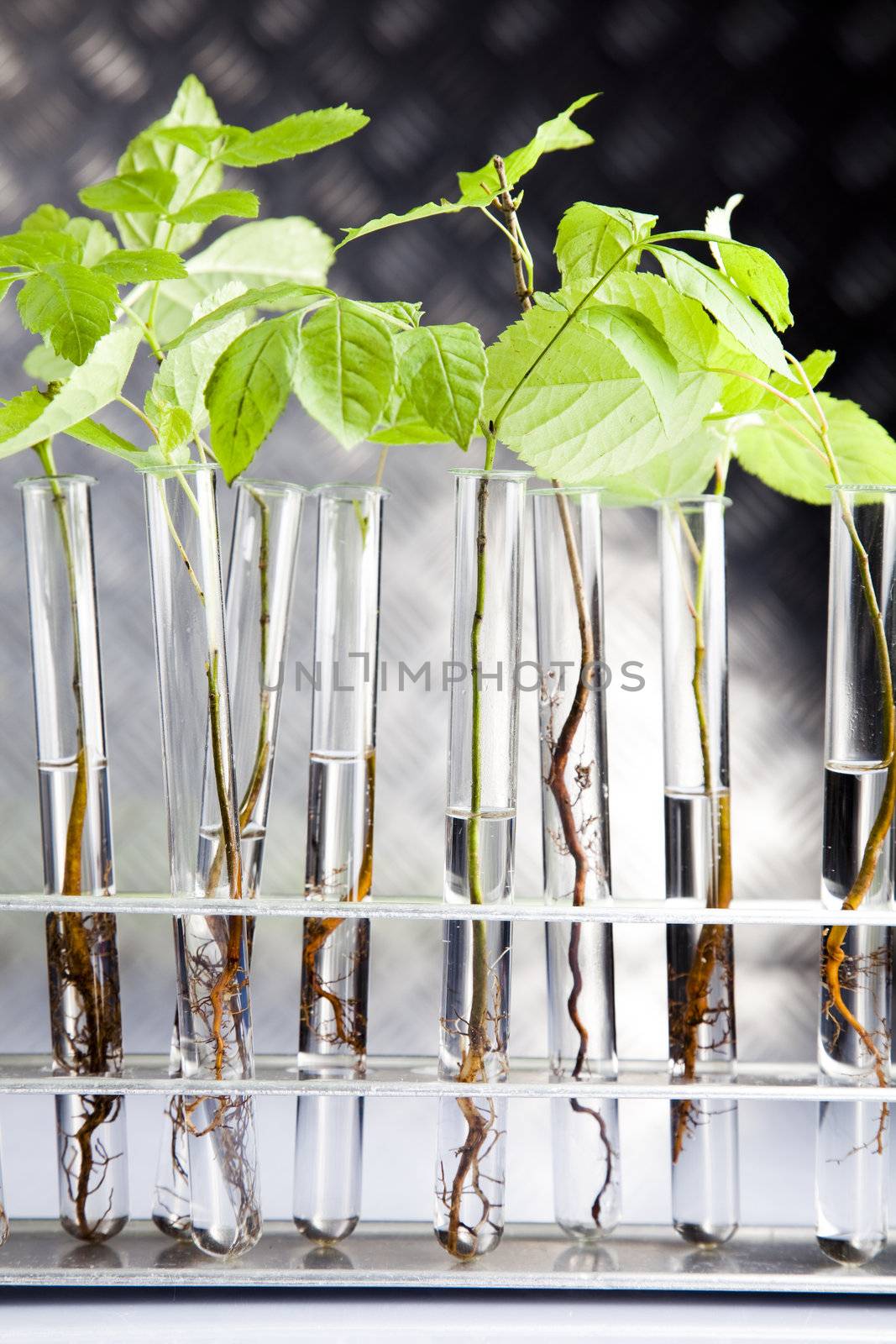 Plants  and laboratory  by JanPietruszka