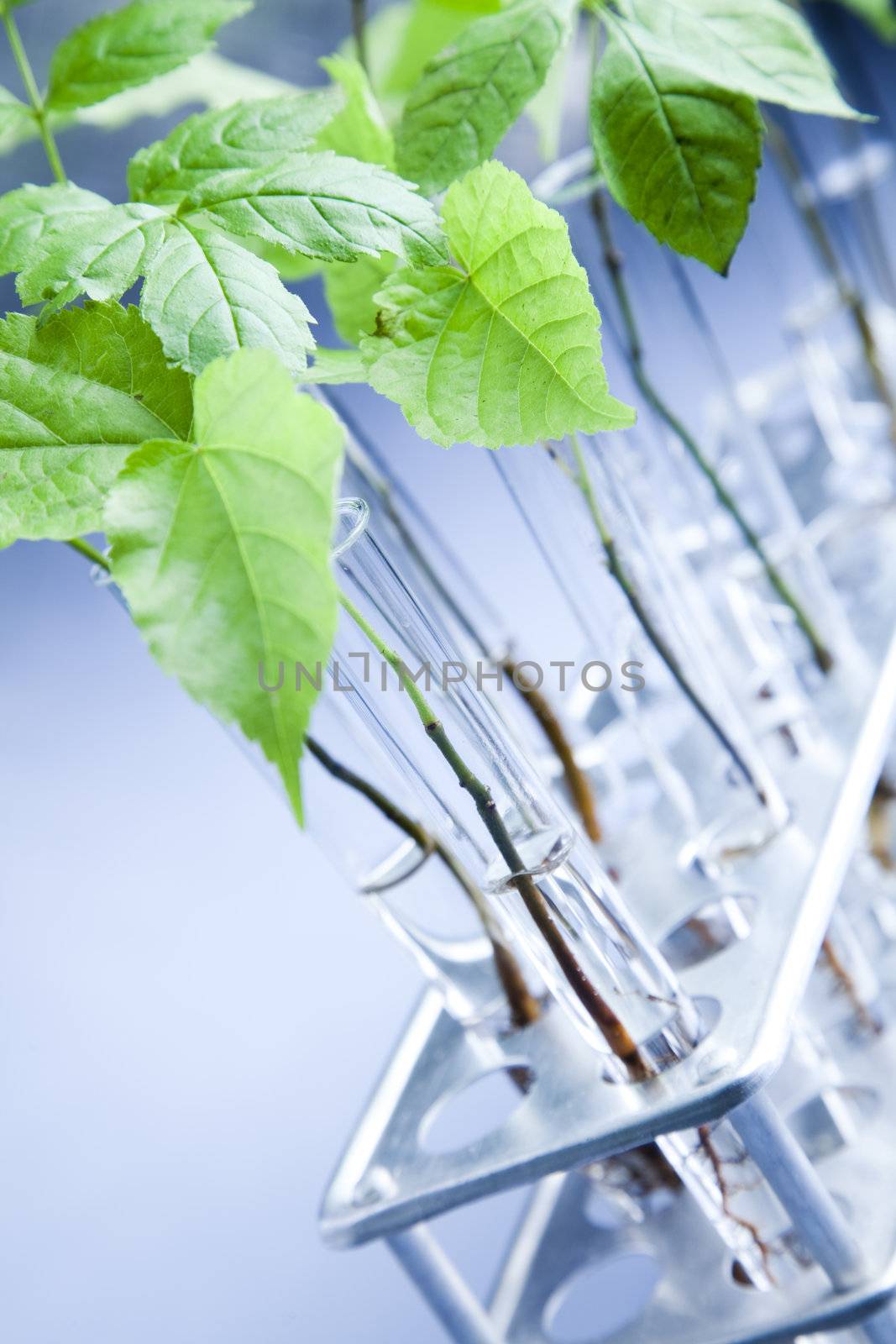 Plants  and laboratory by JanPietruszka