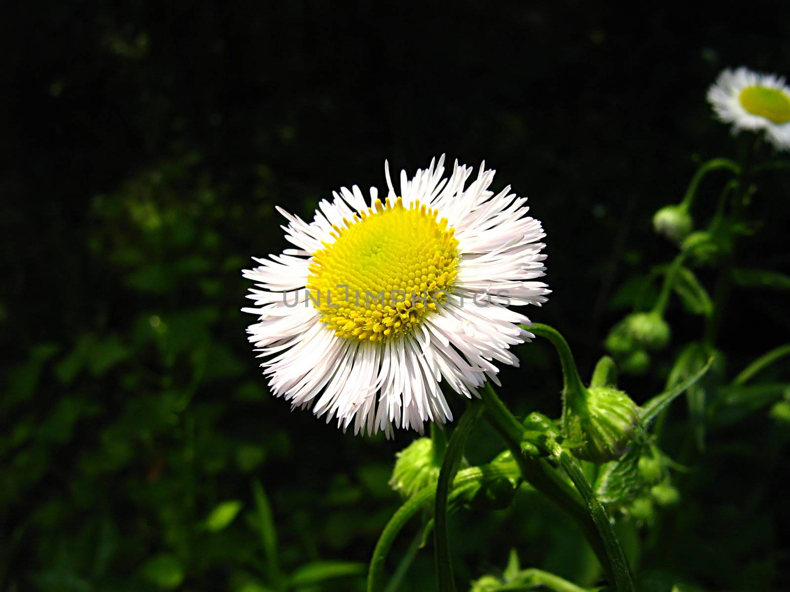 A photograph of a white flower in a field.