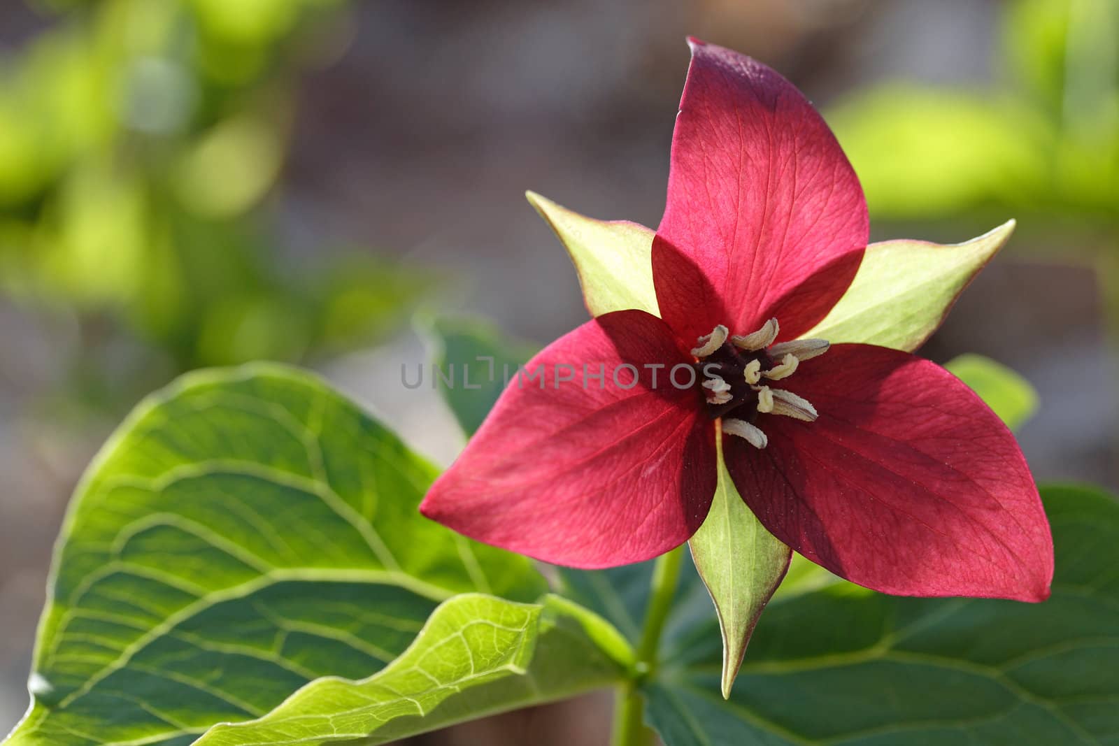 Red trillium flower on a sunny afternoon