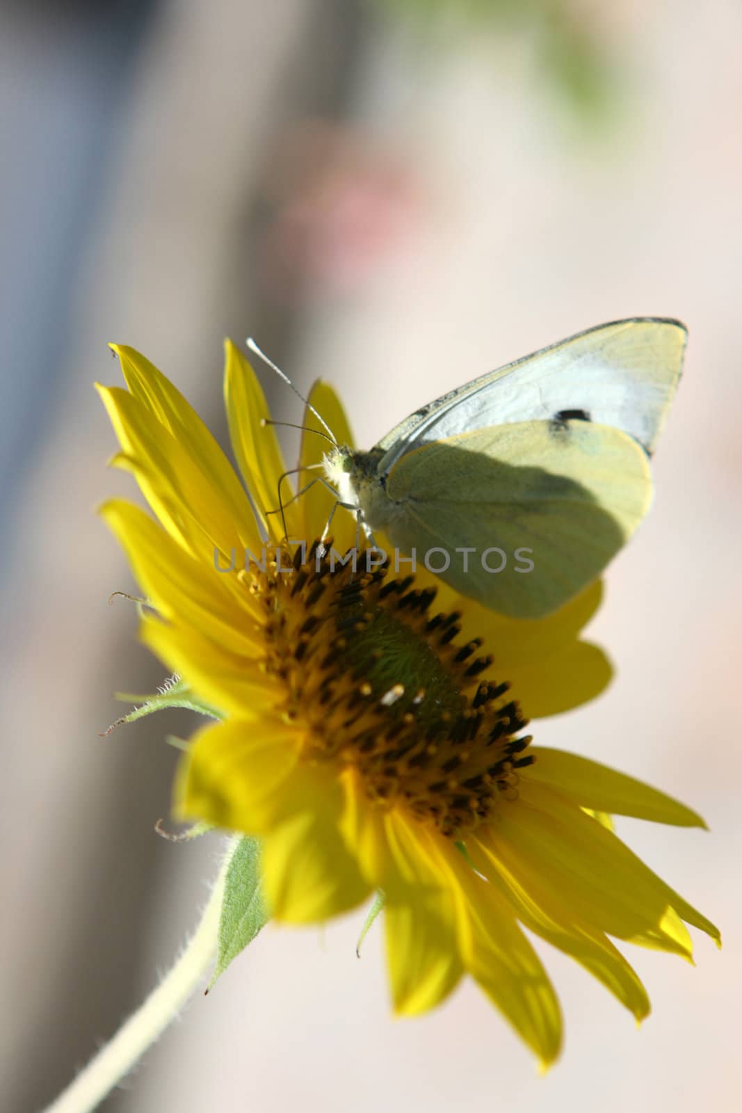 macro butterfly on sun flower defocus garden background