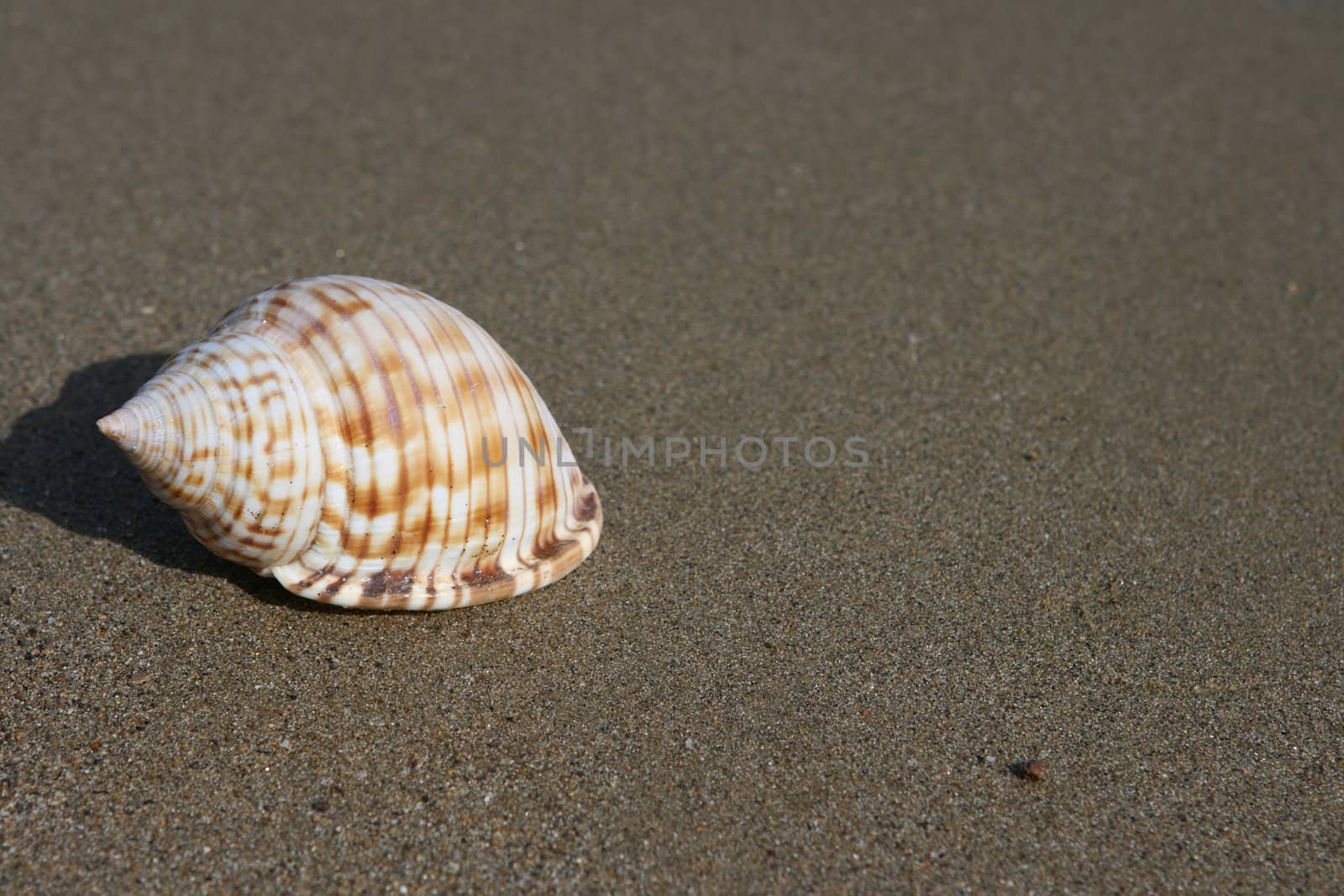 seashell closeup on wet beach sand with copyspace