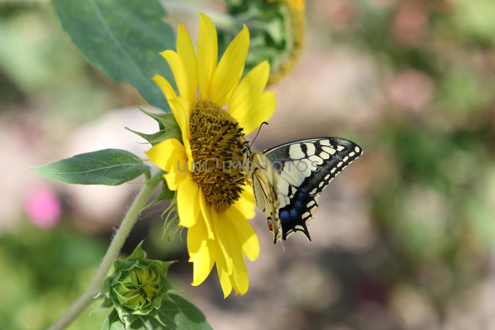 colorful butterfly on sun flower defocus garden background you can see the pollen on butterfly body