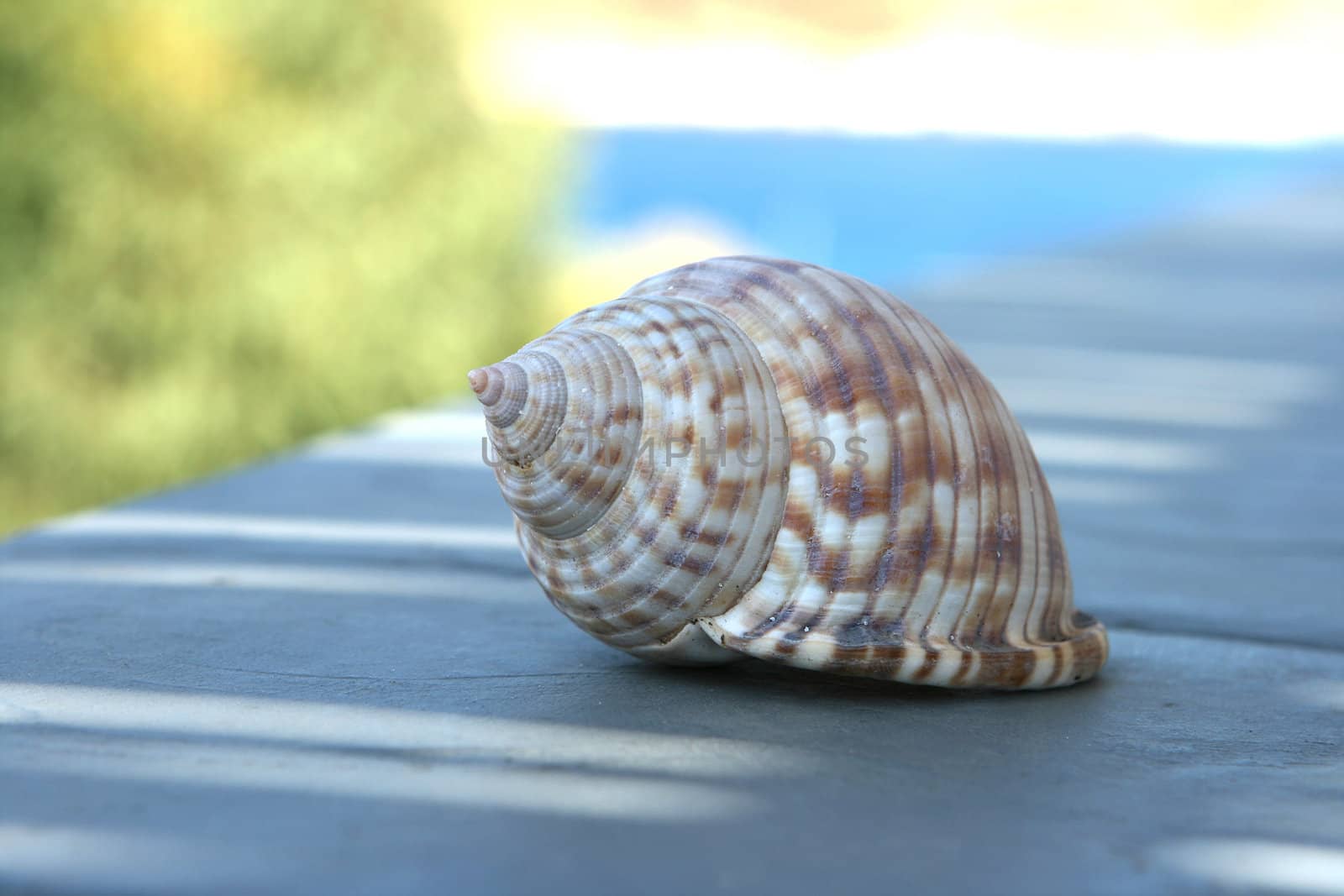 sea shell closeup with nature green defocus background and copyspace