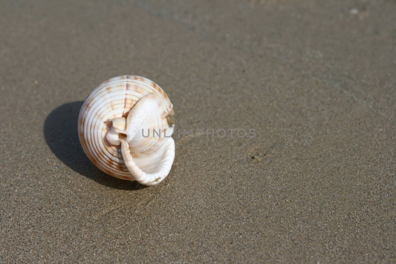 seashell closeup on wet sandy beach with copyspace