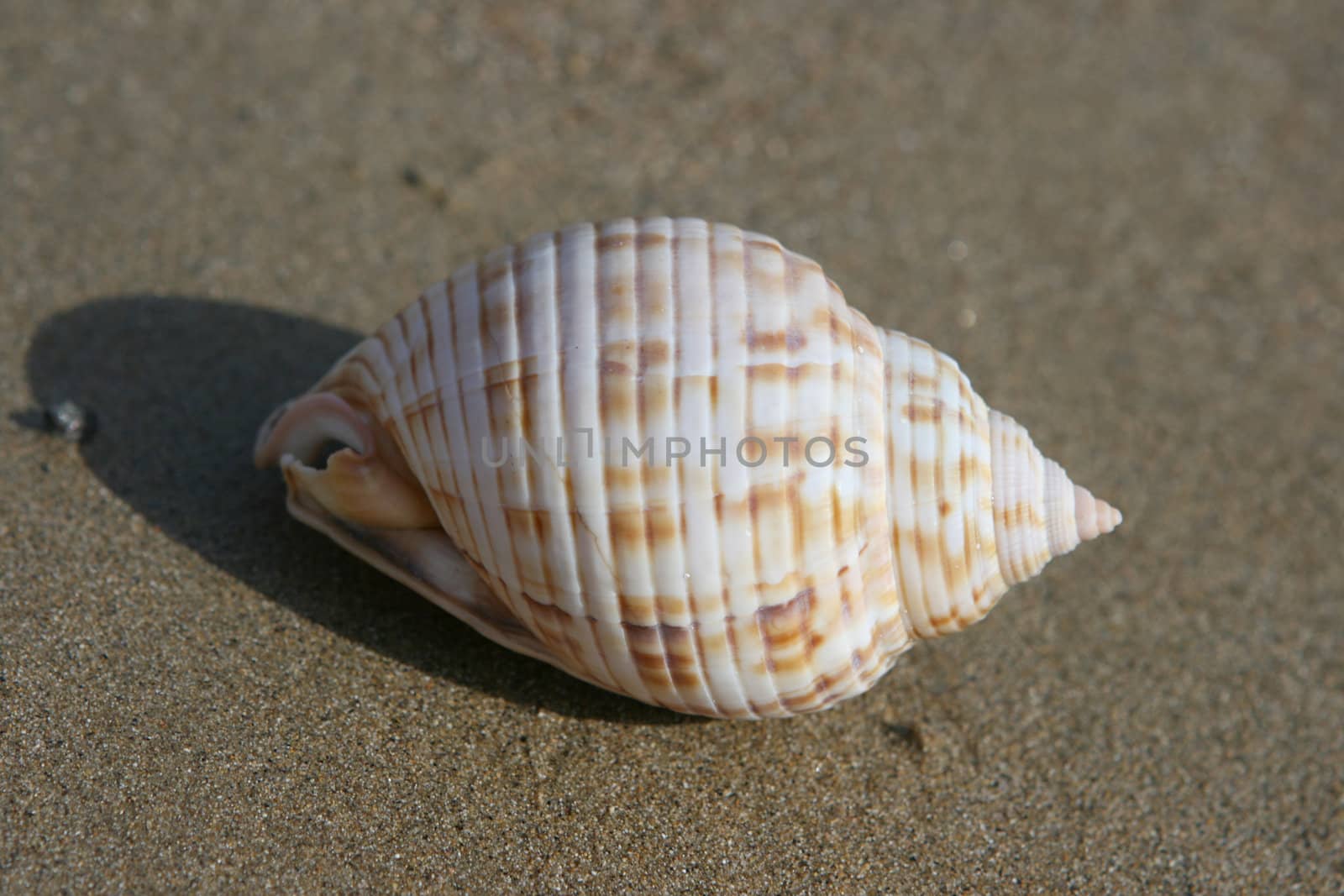 seashell closeup on the beach