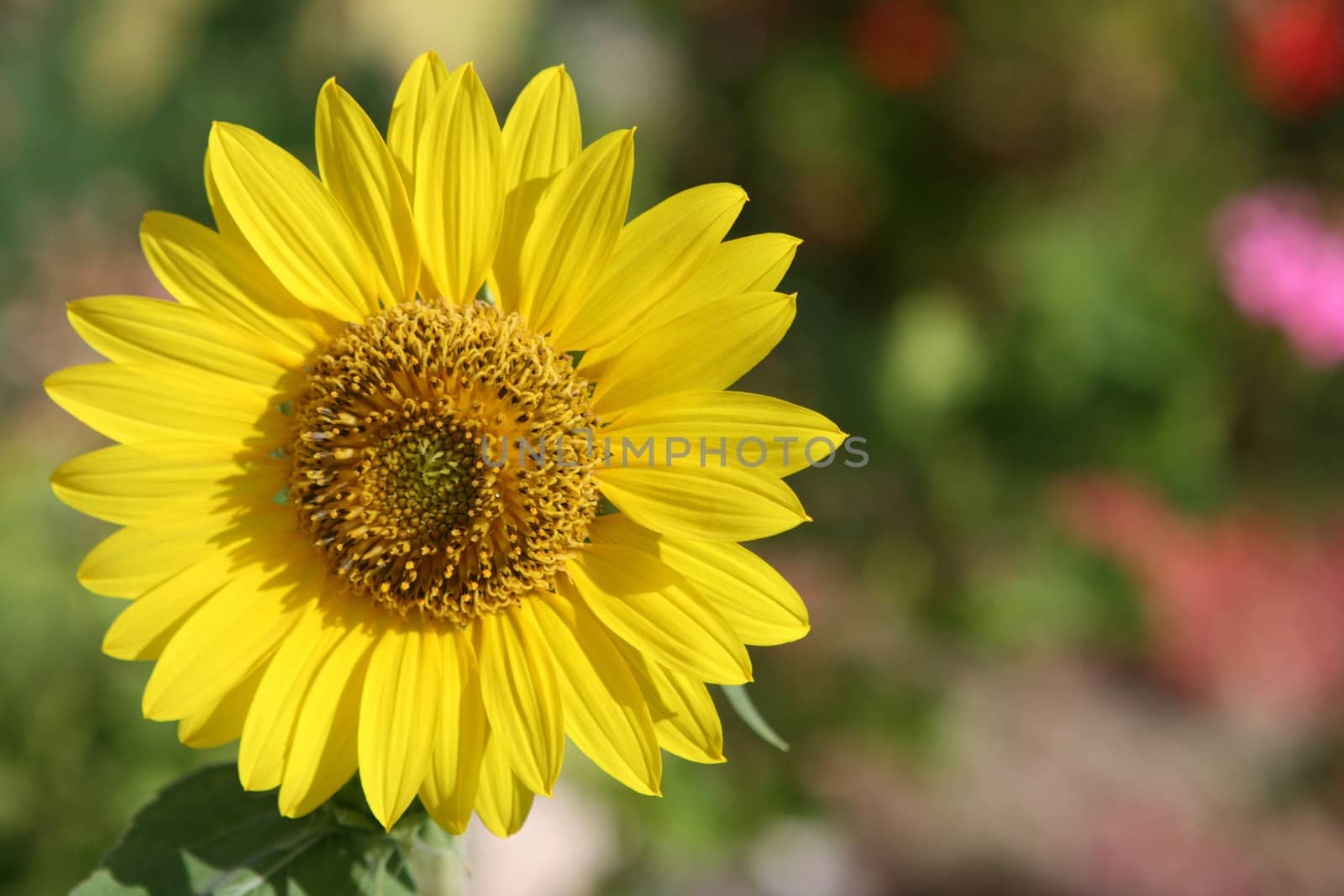 big beautiful sun flower closeup defocus garden background