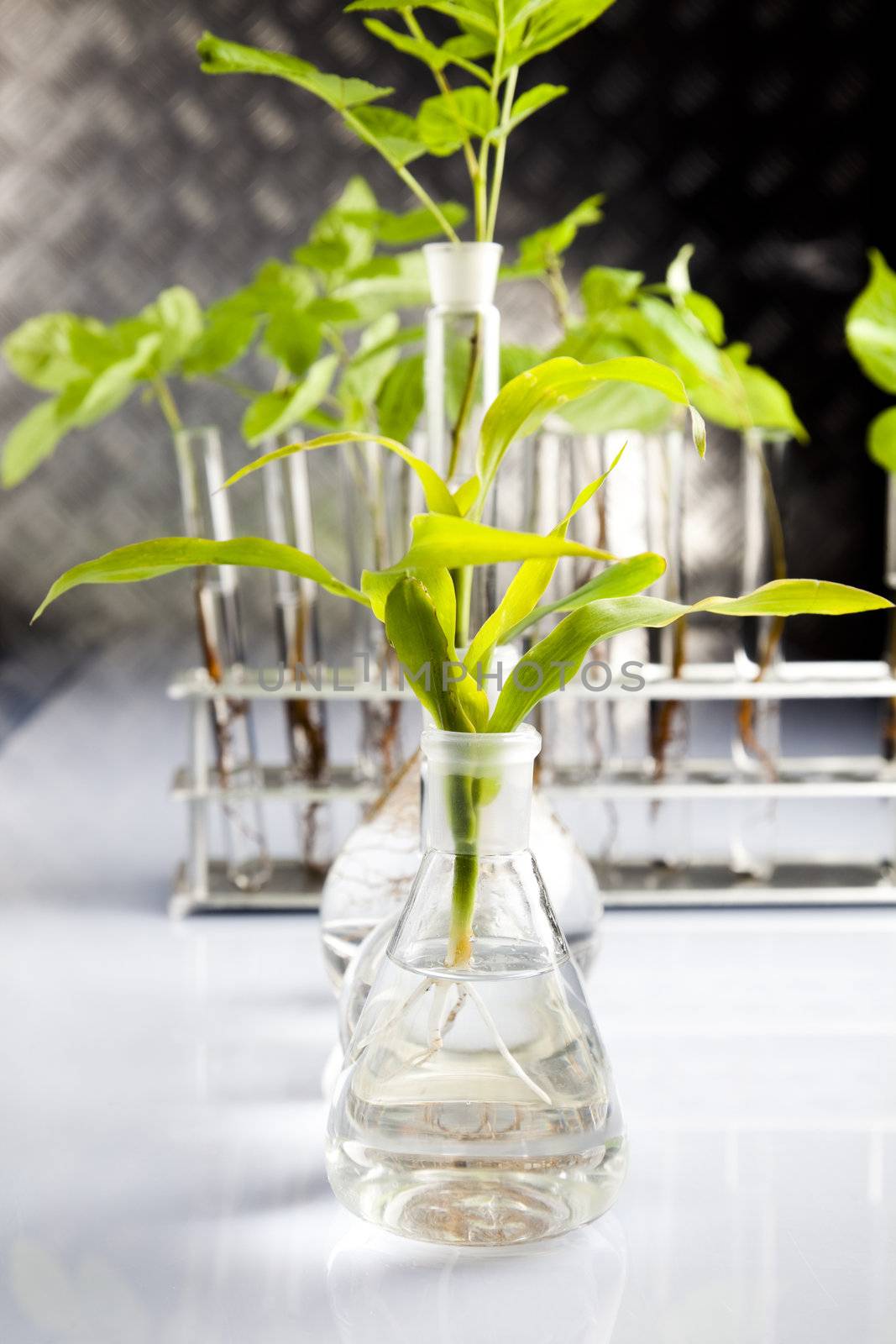 Plants  and laboratory  by JanPietruszka