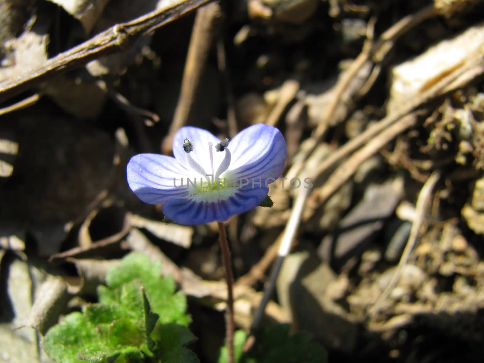 Flower; a plant; spring; the sun; wood; macroshooting; flora; leaves