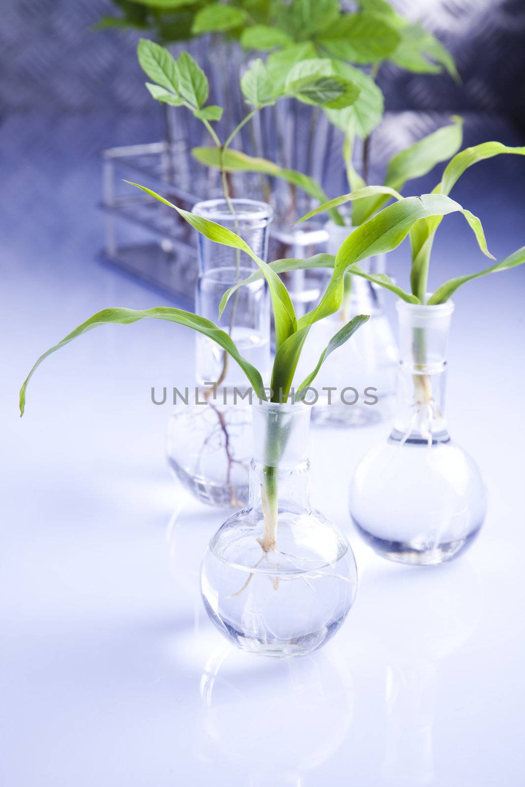 Plants  and laboratory 