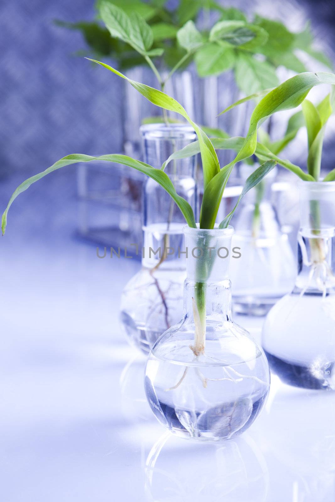 Plants  and laboratory 