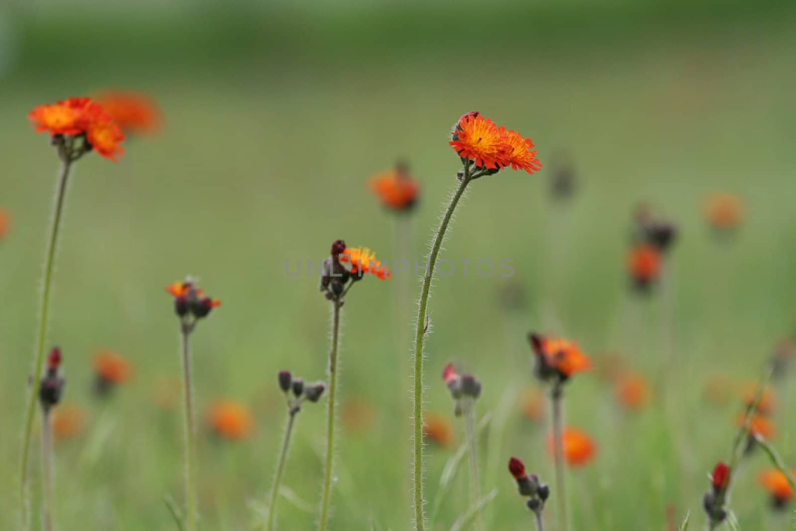 Field of orange wildflowers by jarenwicklund
