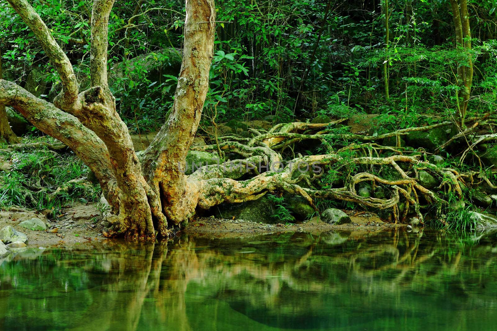 rain forest