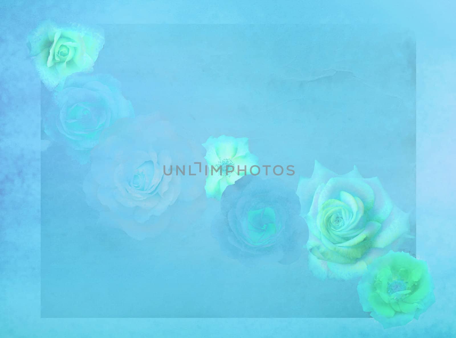 Old fashioned roses on grunge colorful sky blue background