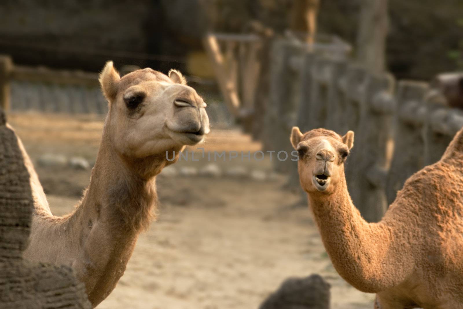 Camels are kind of animal lived in desert. These couple seemed saying something.