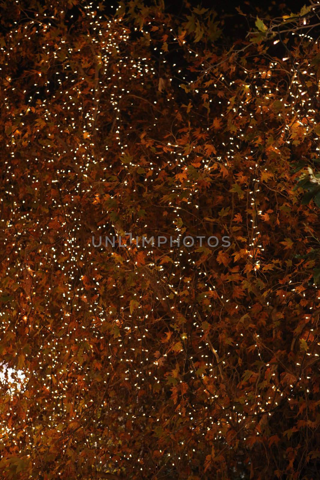 large platan tree decorated with xmas lights at night