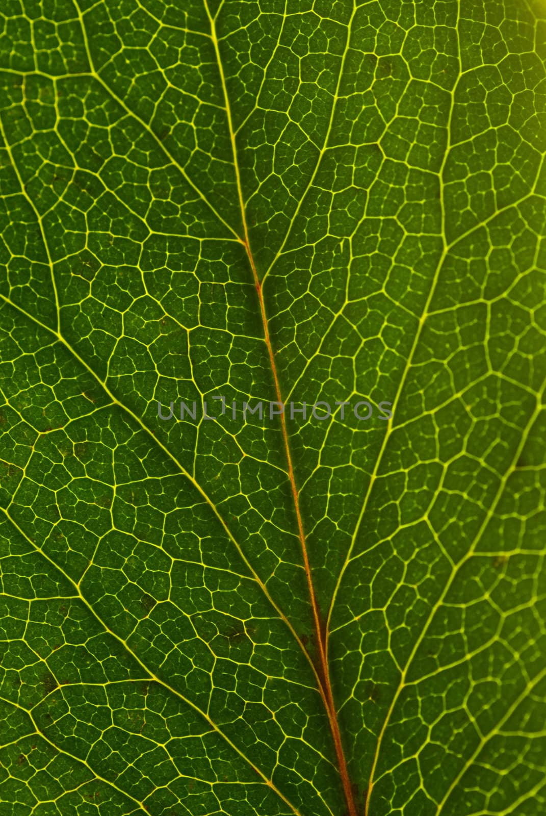 A macro shot of an green leaf lit from behind, all vains make a nice pattern