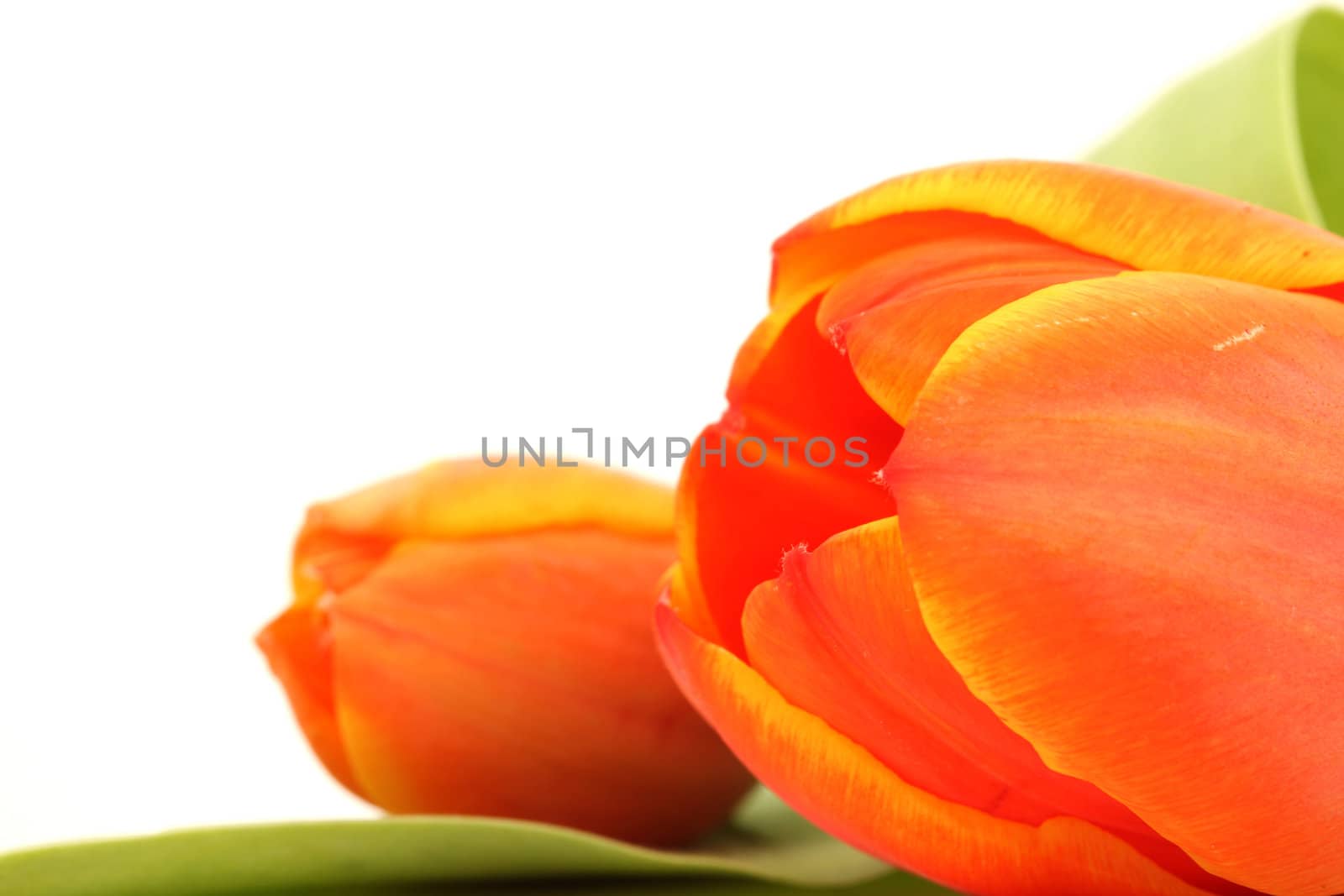 closeup two tulip with copyspace isolated on white background