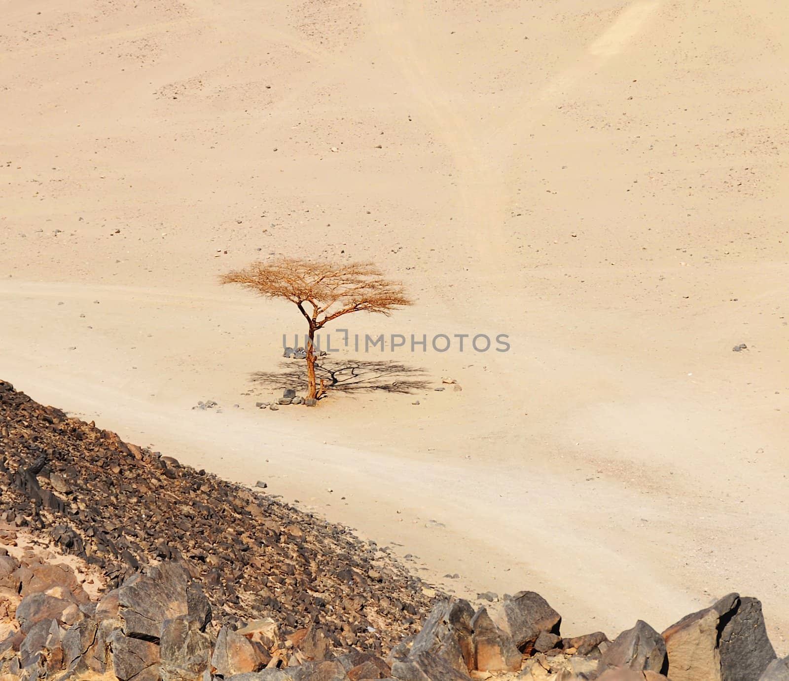 lonely dry tree  in Sahara desert near Hurghada, Egypt