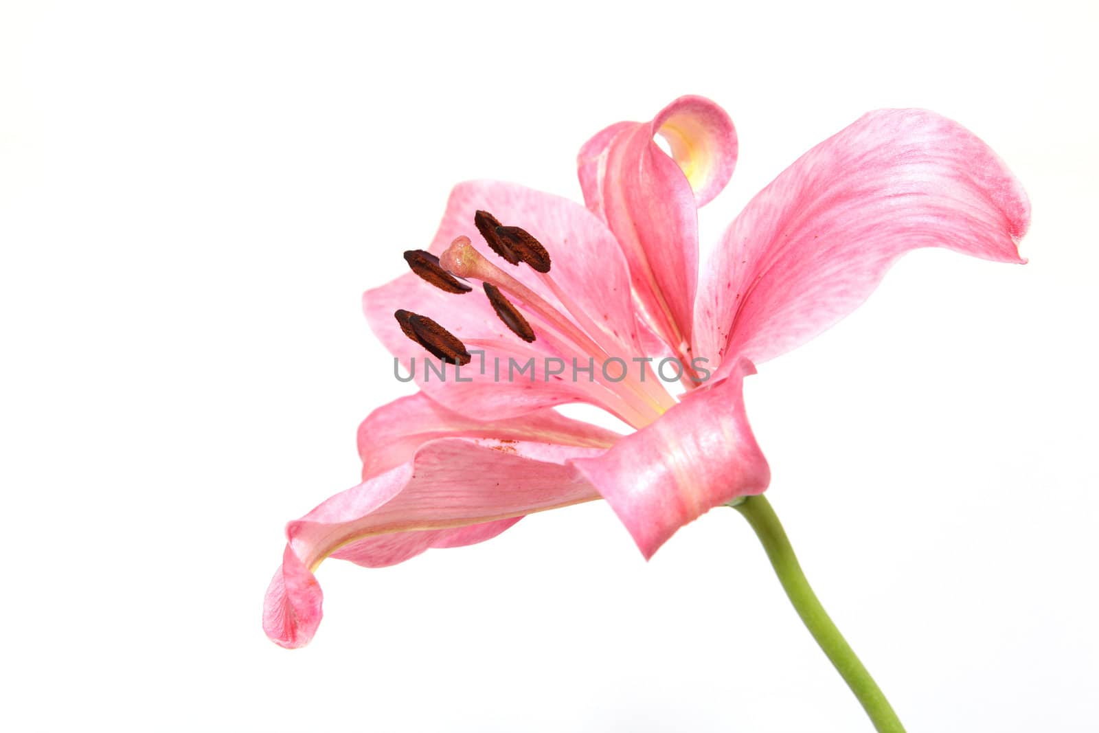 pink lily flower ioslated on white background closeup